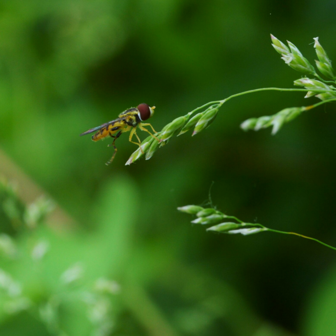 bug on grass