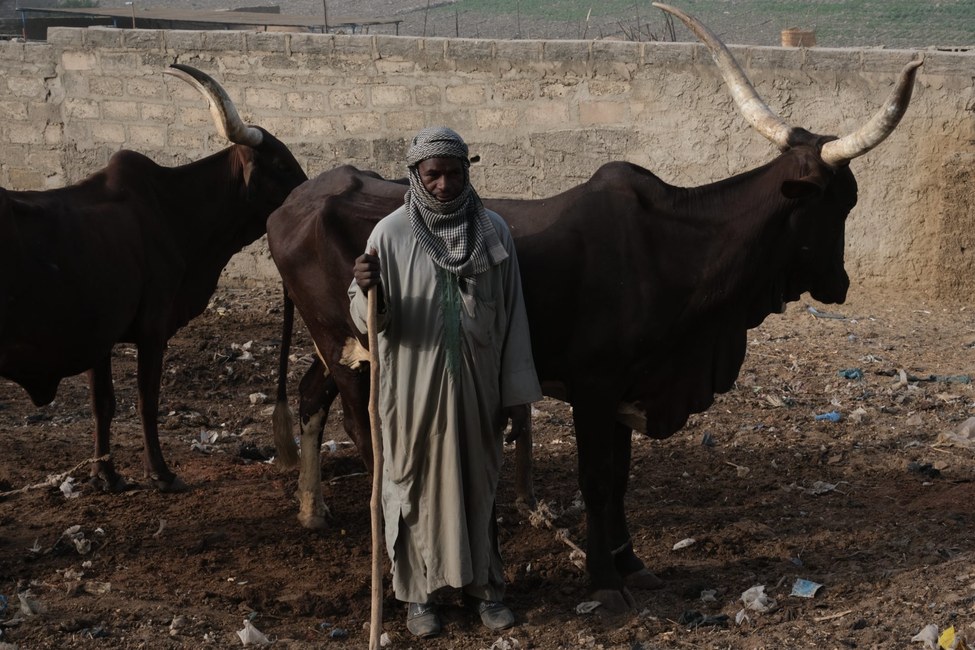 Black man stands in front of his cattle