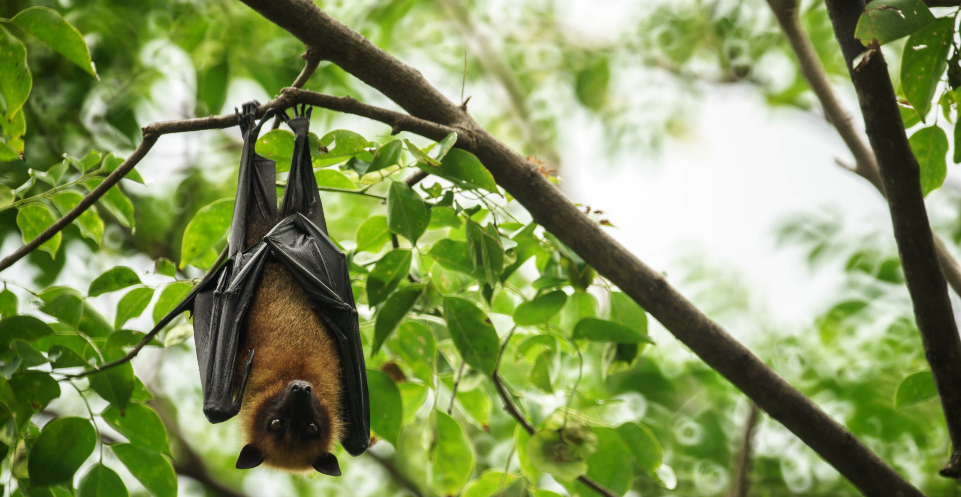 Bat Hanging Upside Down On Tree. Adobe Photos
