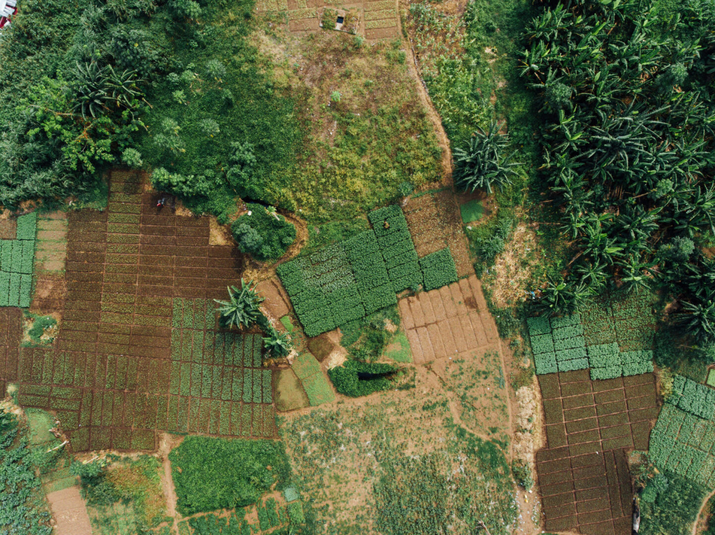 Agriculture clearing in Africa
