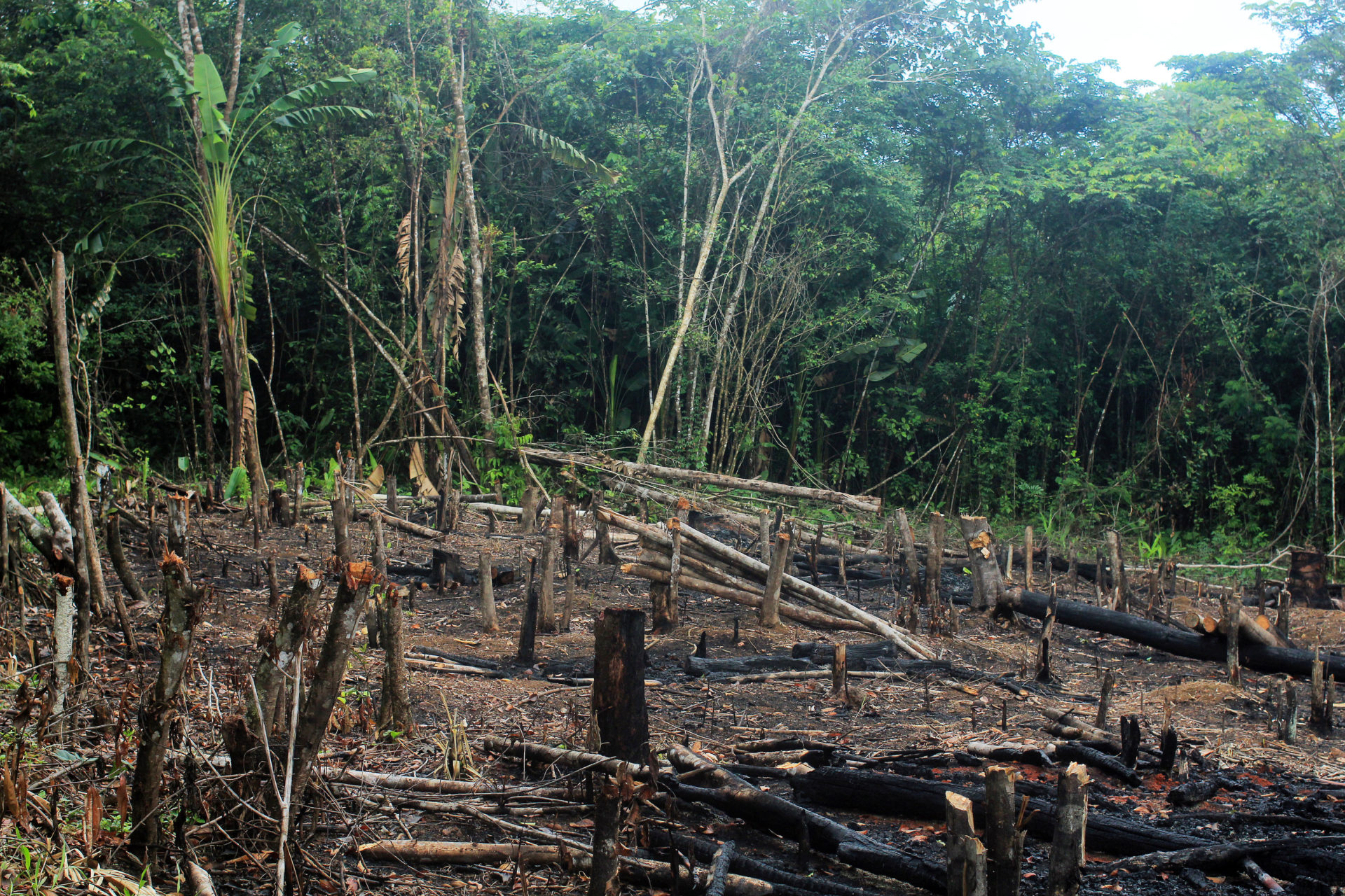 Deforestation and Agriculture - Population Connection