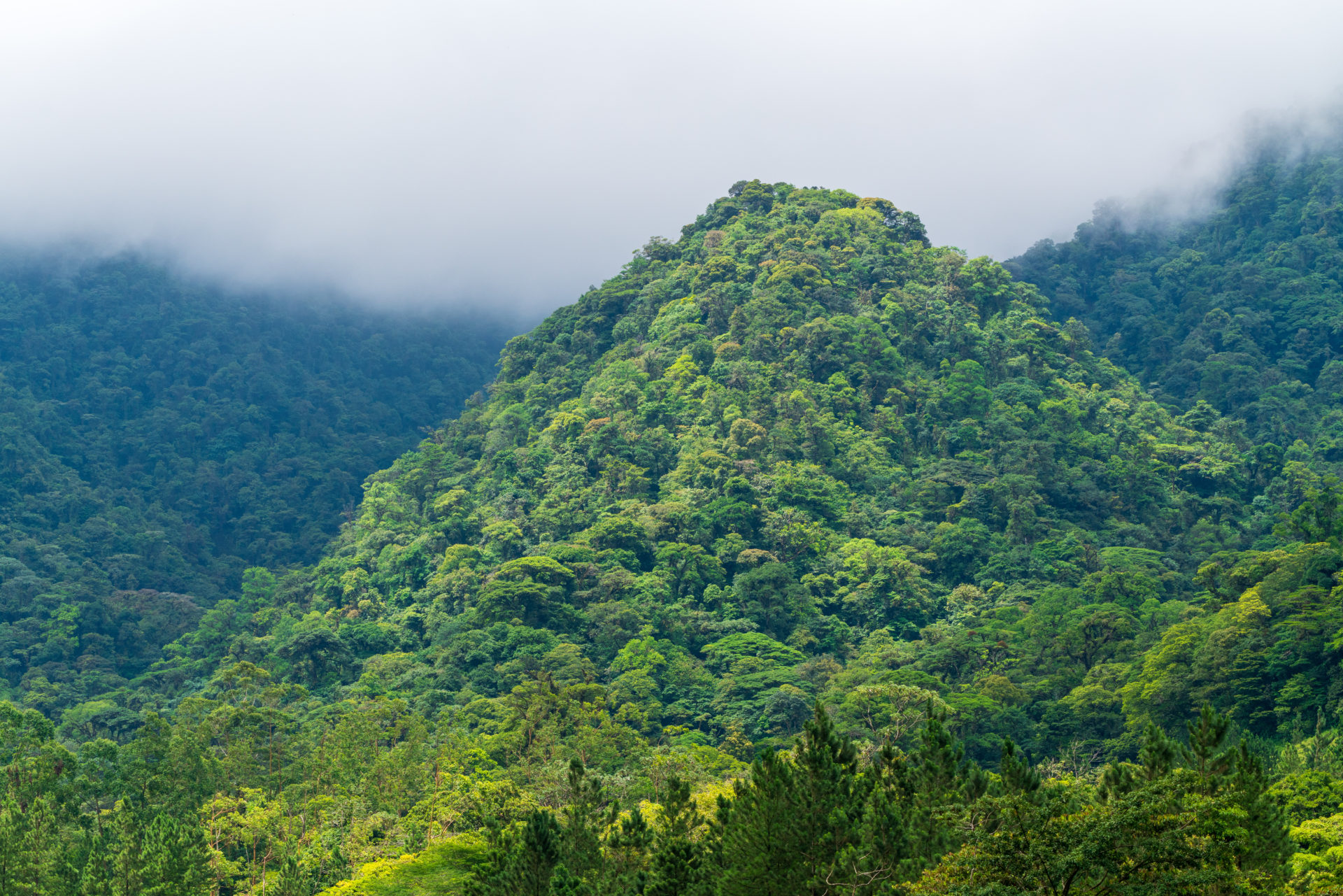 Photo of Costa Rican Rainforest
