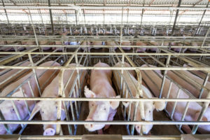 Industrial Pig Farm, USA. Adobe Photos