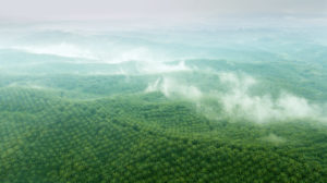 Aerial view of palm oil plantations covering the hills in West Java, Indonesia