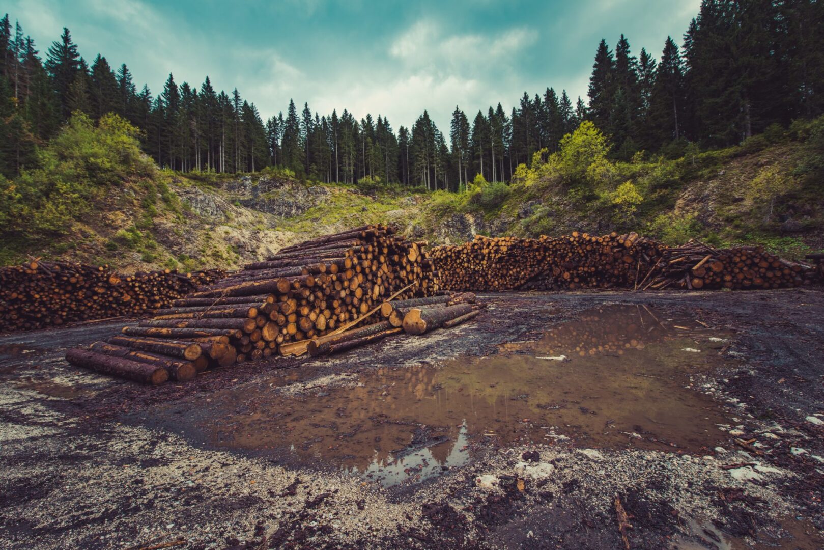 Deforestation in the Pacific Northwest, USA.