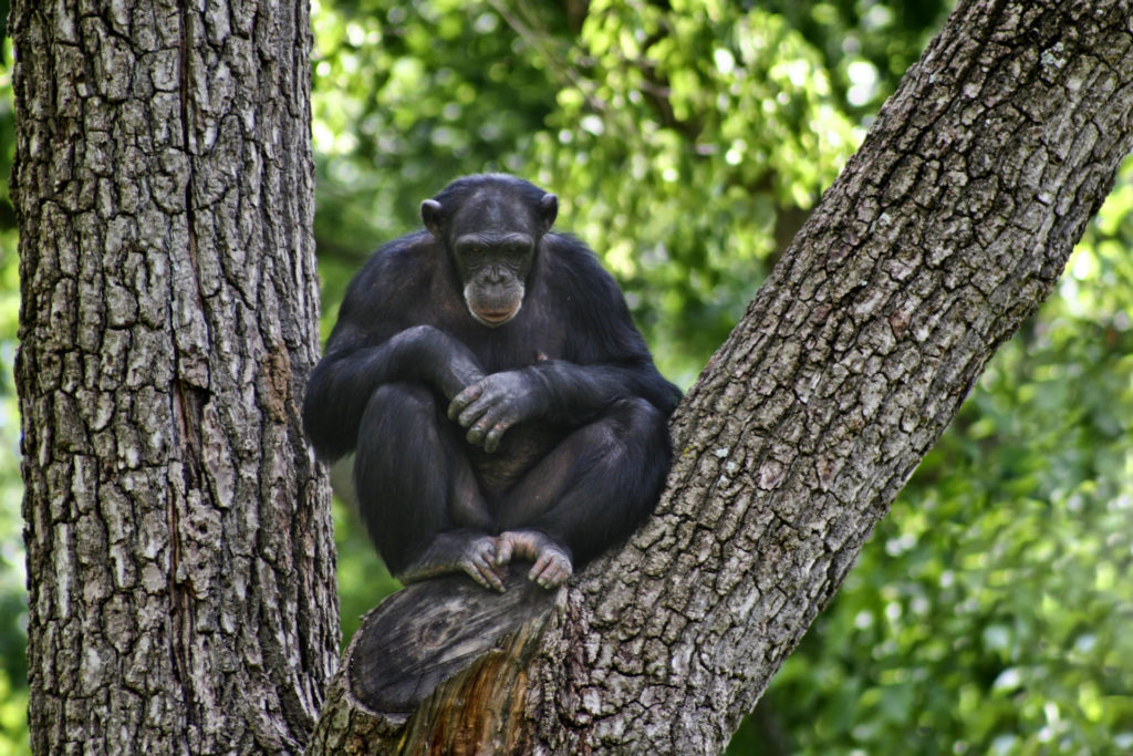a chimpanzee sitting in the intersection of two thick tree branches.