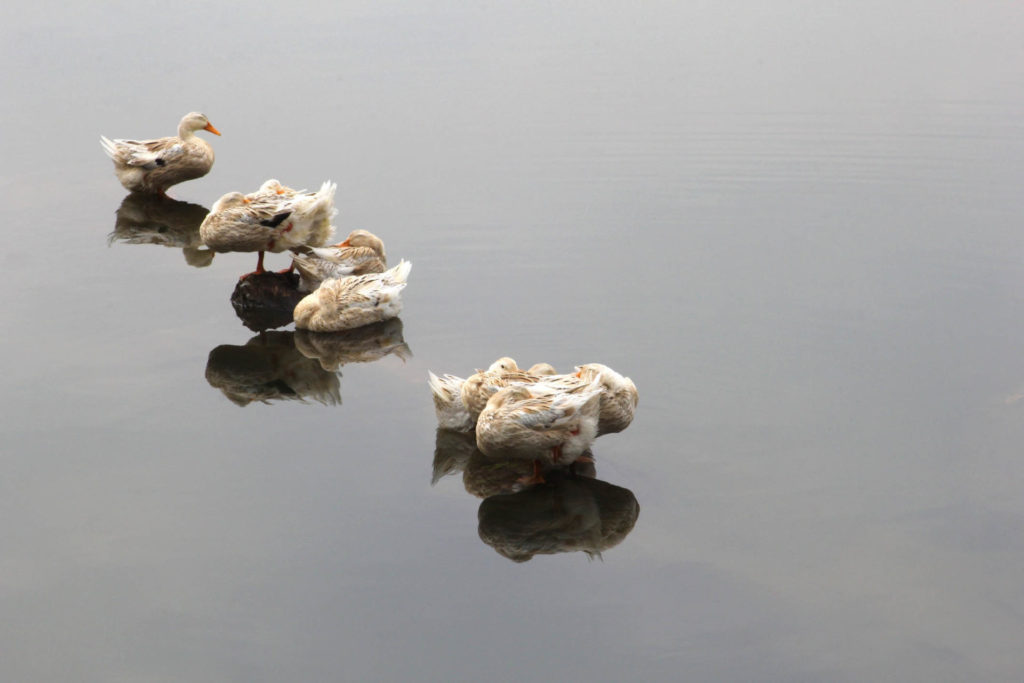 4 wild ducks sitting on still water