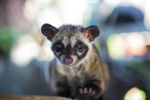 portrait of an asian palm civet.