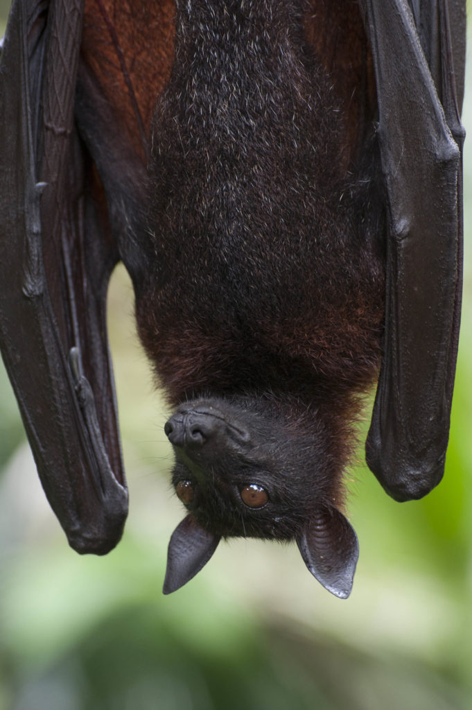 a portrait of a Malaysian fruit bat hanging upside down.