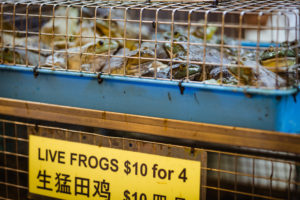 Cage full of live frogs for sale at a wet market in Singapore.