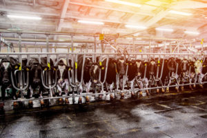 Cows crowded together in the milking parlor of an industrial farm, USA.