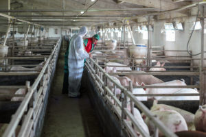 Farmer consults veterinarian at a pig CAFO, USA. Adobe Photos
