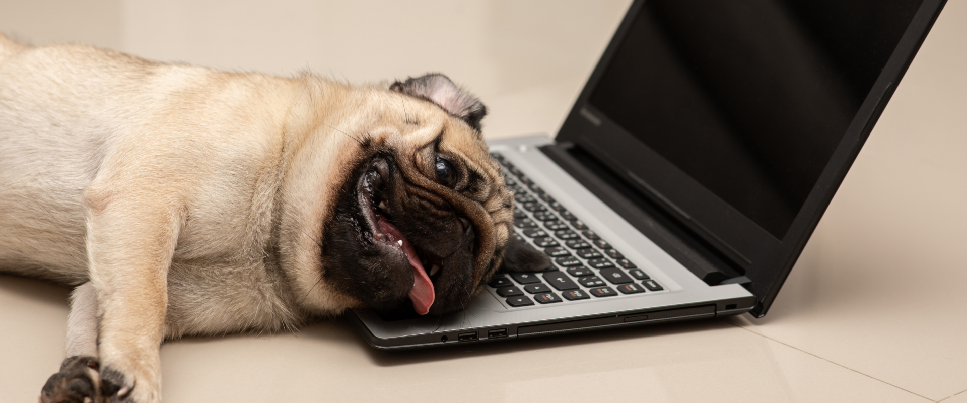 Photo of Pug Laying on Laptop
