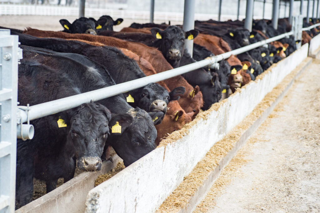 Feeding A Herd Of Cows On A Farm. Beef Cattle