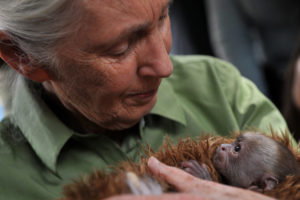 Jane Goodall holding a baby Cariblanco monkey