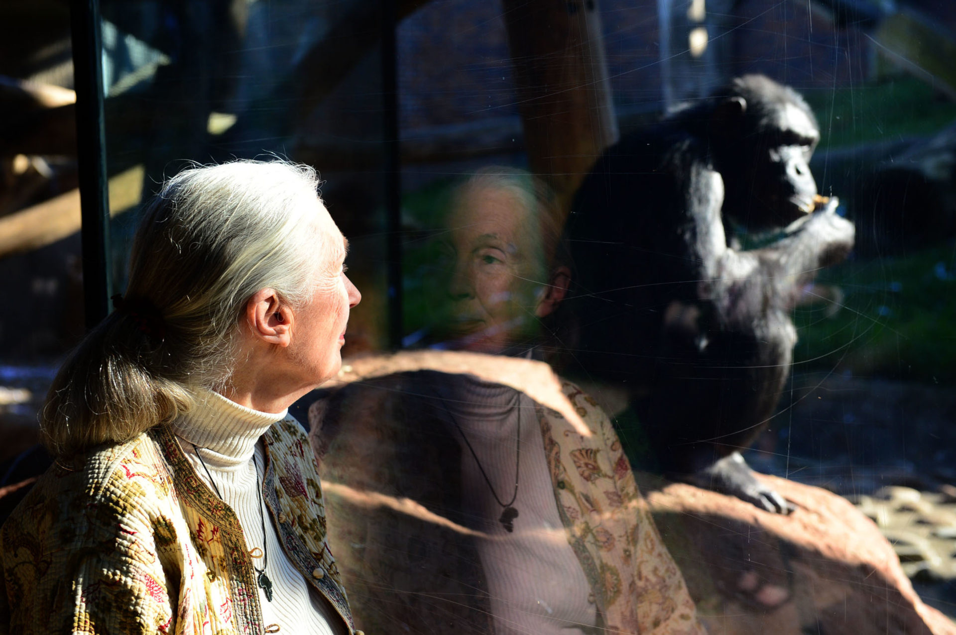 Jane Goodall looks at chimpanzee through glass at zoo in Australia