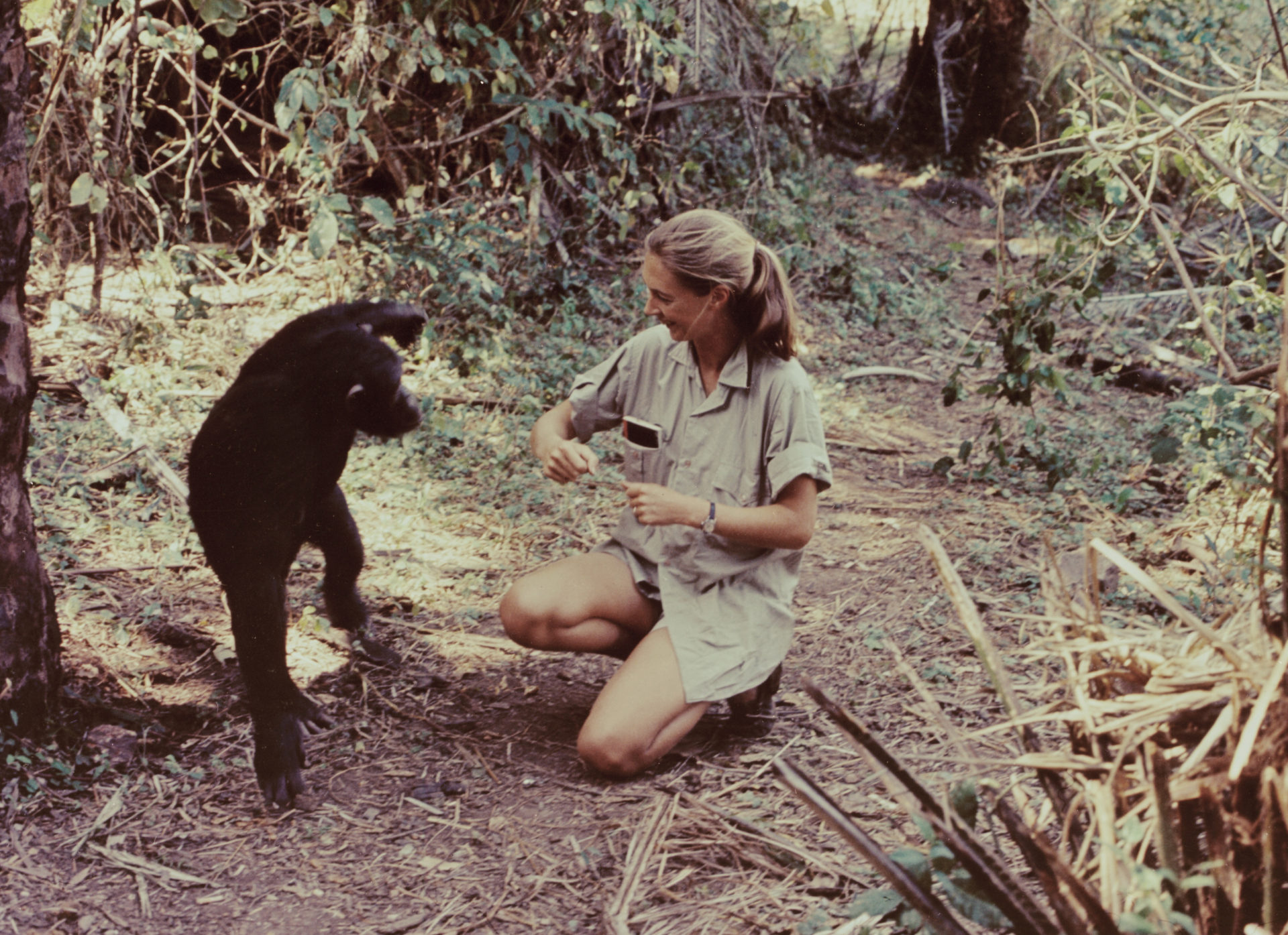Jane Goodall interacting with chipmanzee in 1965