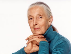 portrait of Jane Goodall
