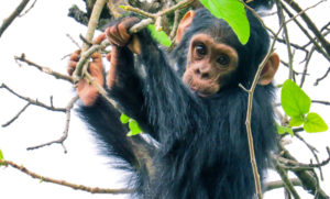 a baby chimpanzee hands from a branch and looks at the camera