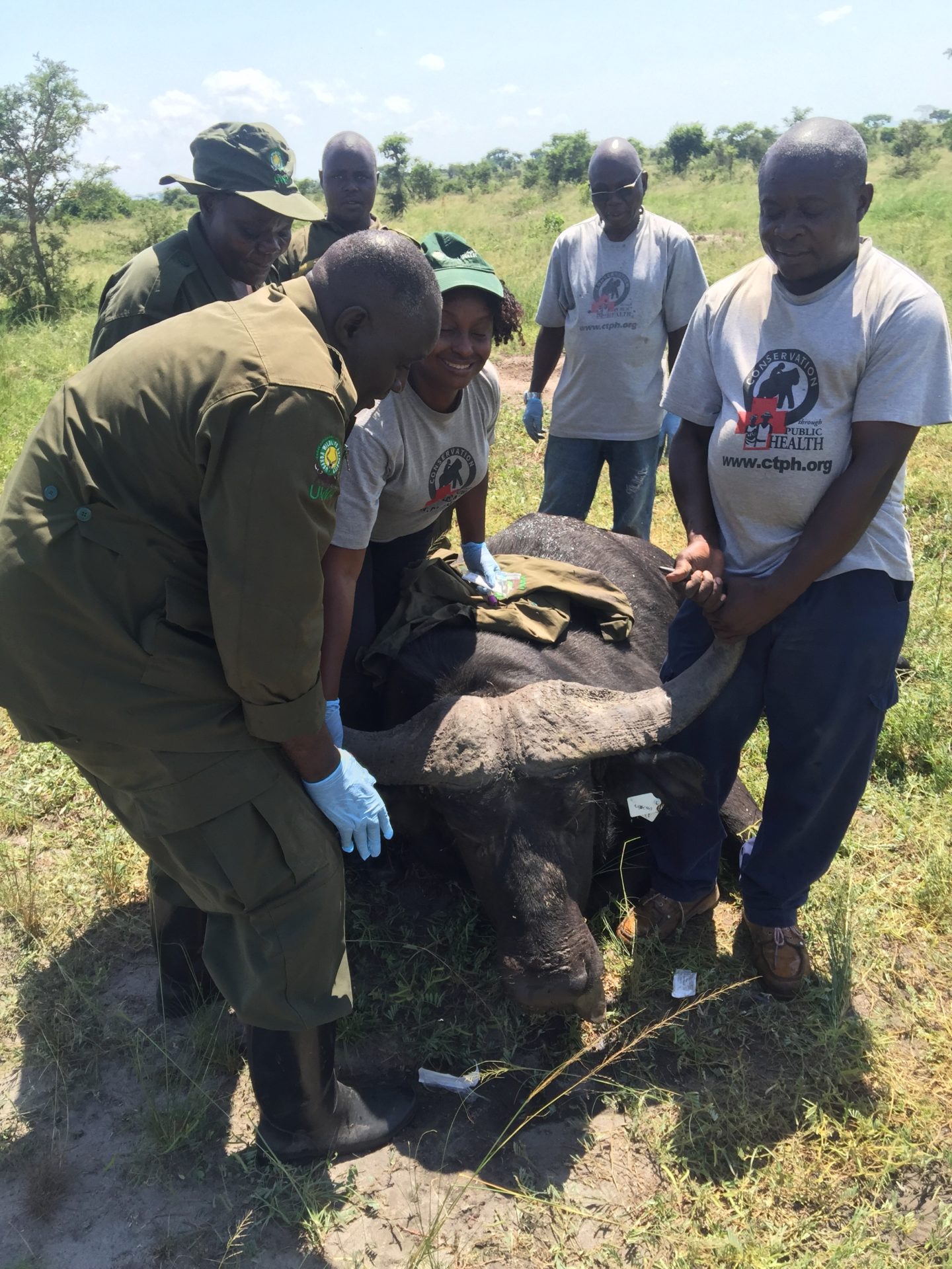 Dr. Gladys and the Uganda Wildlife Authority leading a team to conduct buffalo disease surveys at Queen Elizabeth National Park