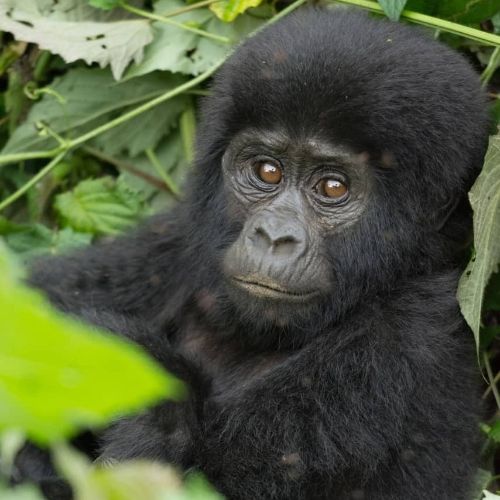 Infant mountain gorilla in Bwindi Impenetrable National Park. Photo by Ryoma Otsuka