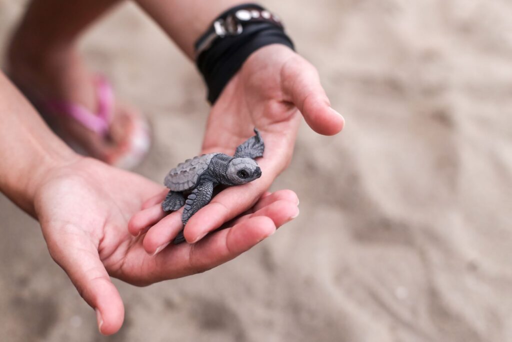 Person holding baby sea turtle