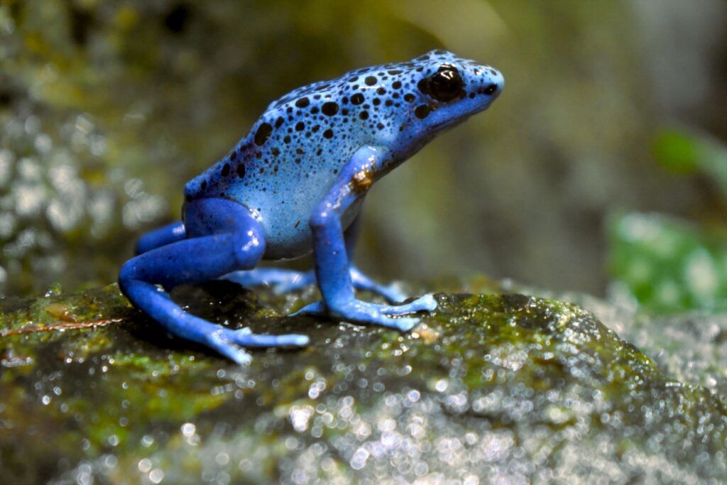 Poison dart frog