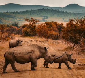 Rhinos crossing road