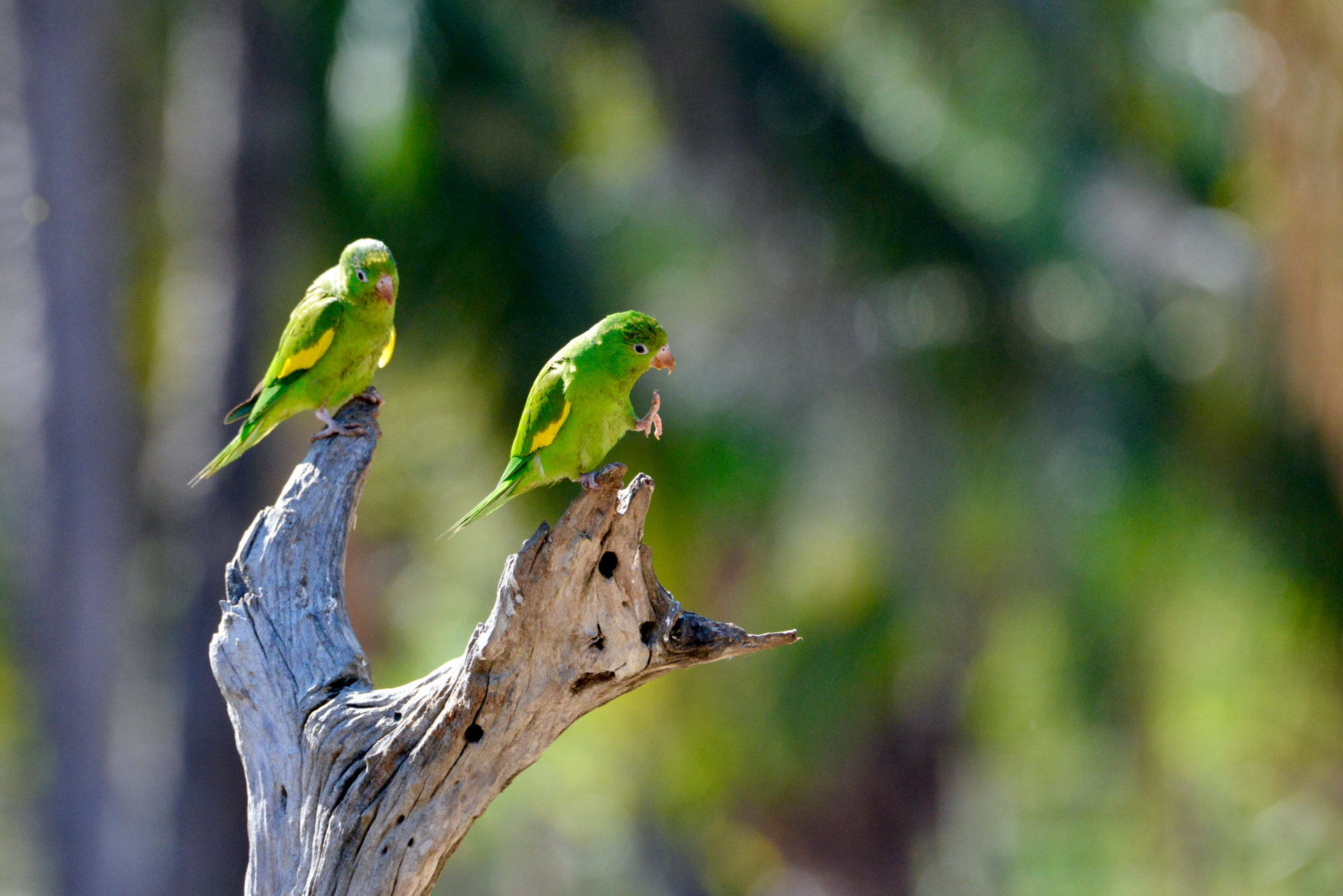 A pair of yellow-chevroned parakeets at a fishing lodge on the Piquirí River in Pantanal, Brazil. Submitted By: Jeanie Cole