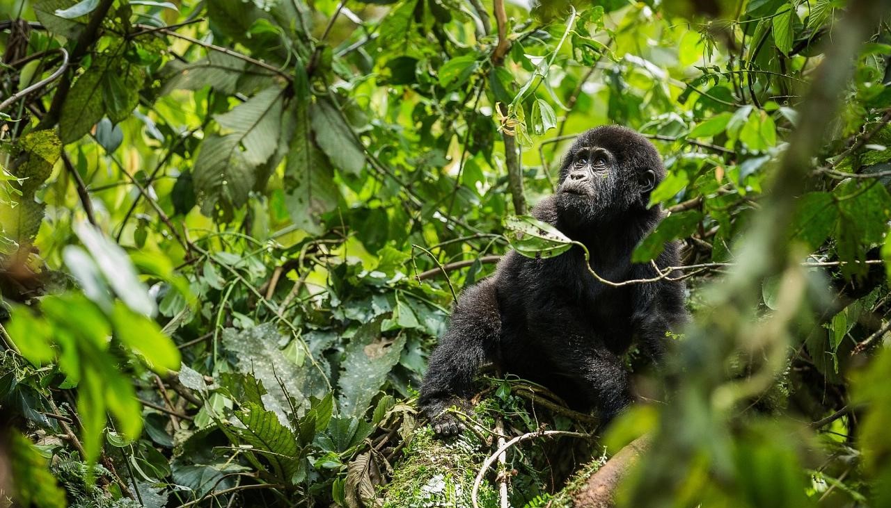 Saving gorillas by improving community health and livelihoods: Q&A with ...
