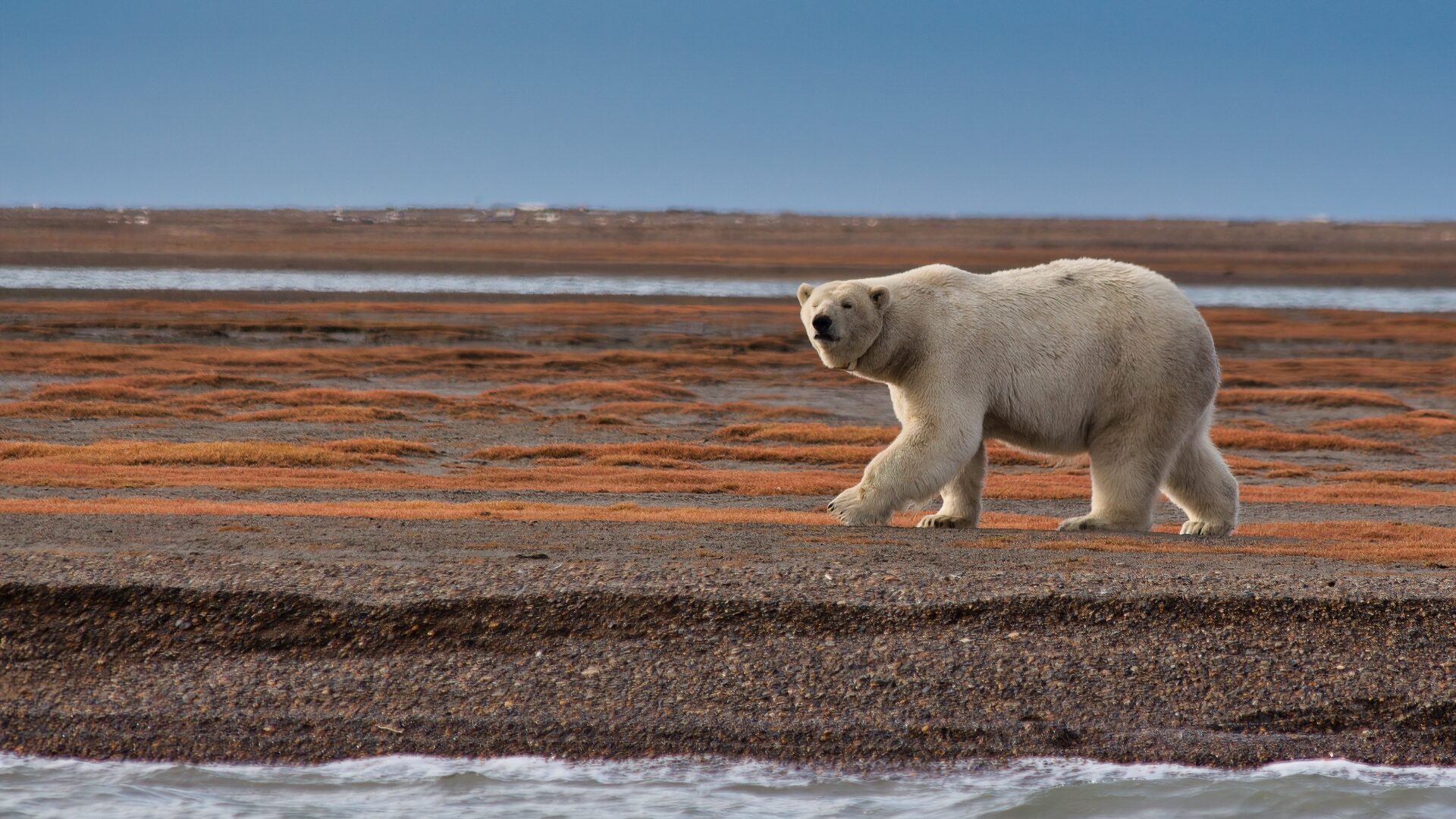 Animals Affected By Climate Change