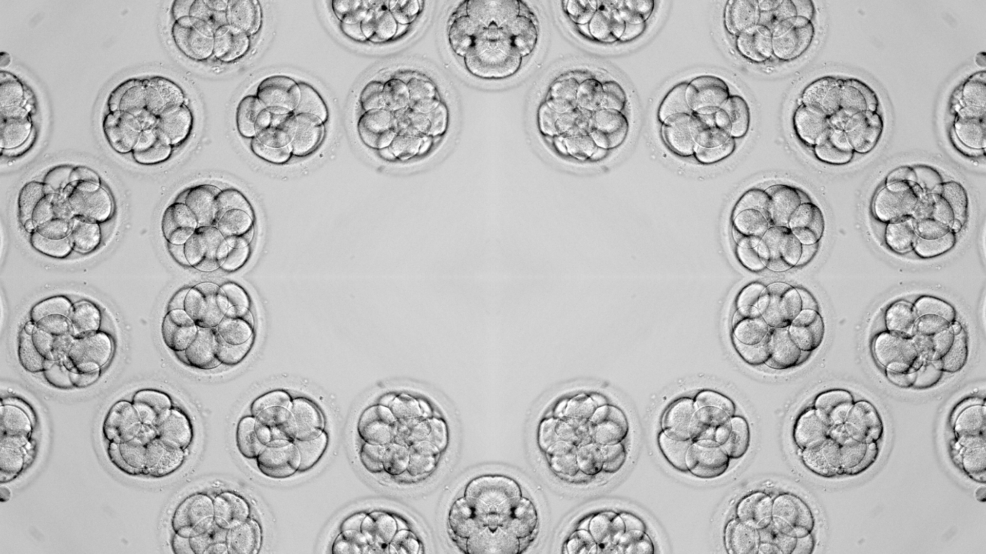 Mosaic of three-day-old IVF embryos. Image by AWelshLad on Canva