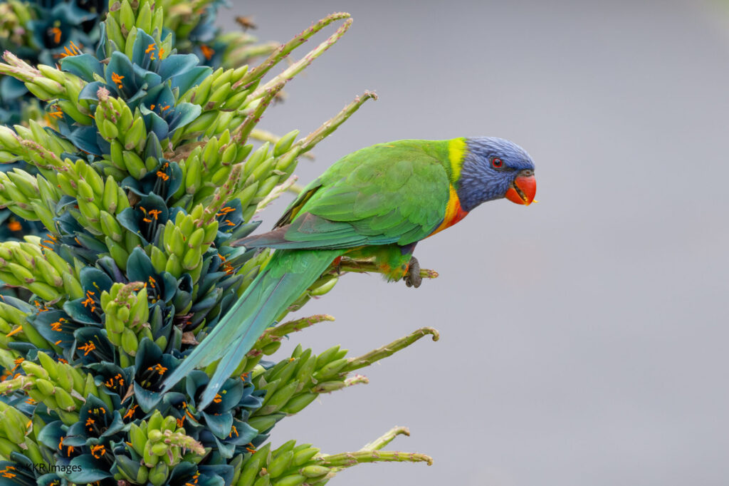 A rainbow lorikeet feeding on a turquoise puya at the Adelaide Botanic Garden in Australia.