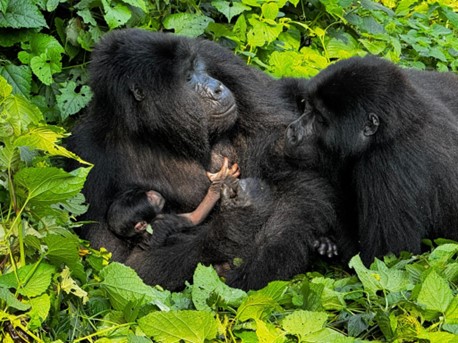 Rukundo, an adult female gorilla from the Habinyanja family delivered a baby