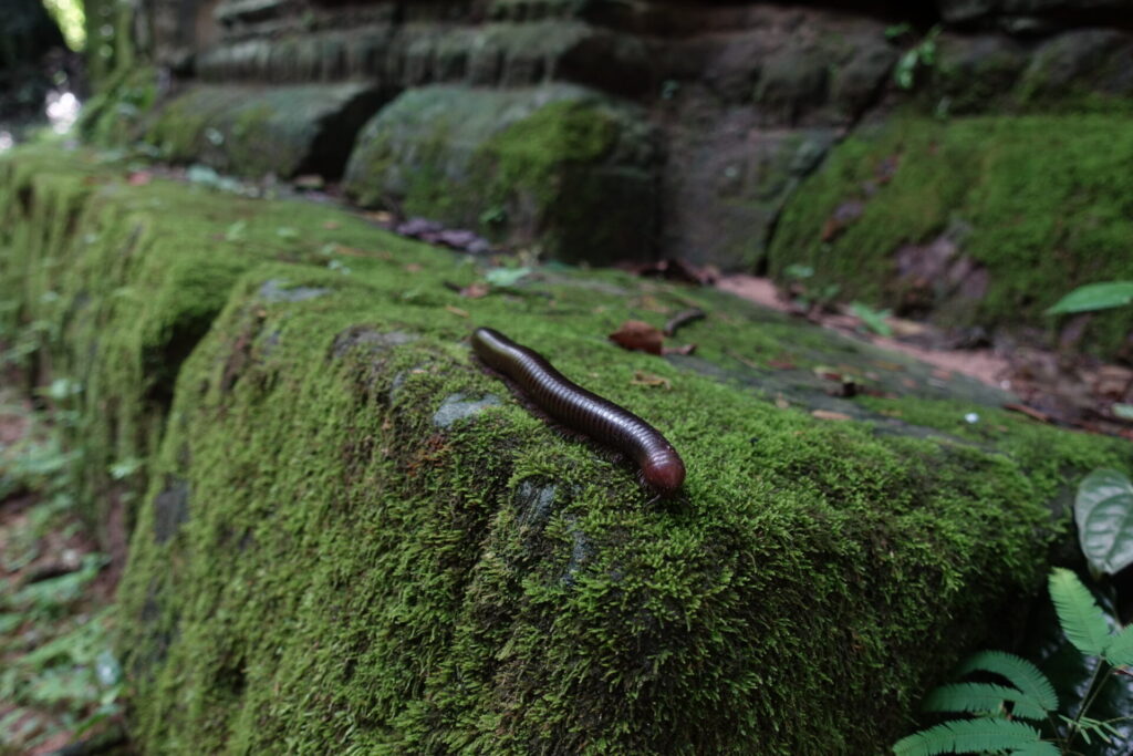 This giant millipede was found at the Ta Prohm Temple, Cambodia, enjoying the moist environment, and scurrying between the dark spaces between the stone blocks. Submitted by: Erika Heckler