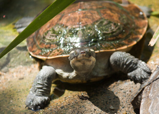 Mary River turtle