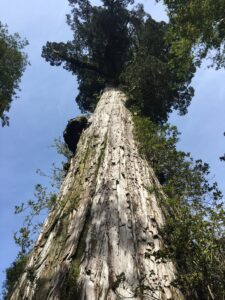 Patagonian cypress