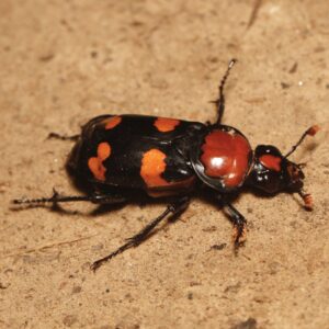 American burying beetle