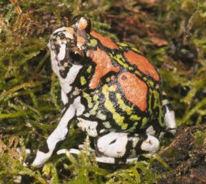 Malagasy rainbow frog