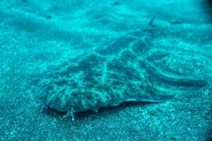 Angelshark
