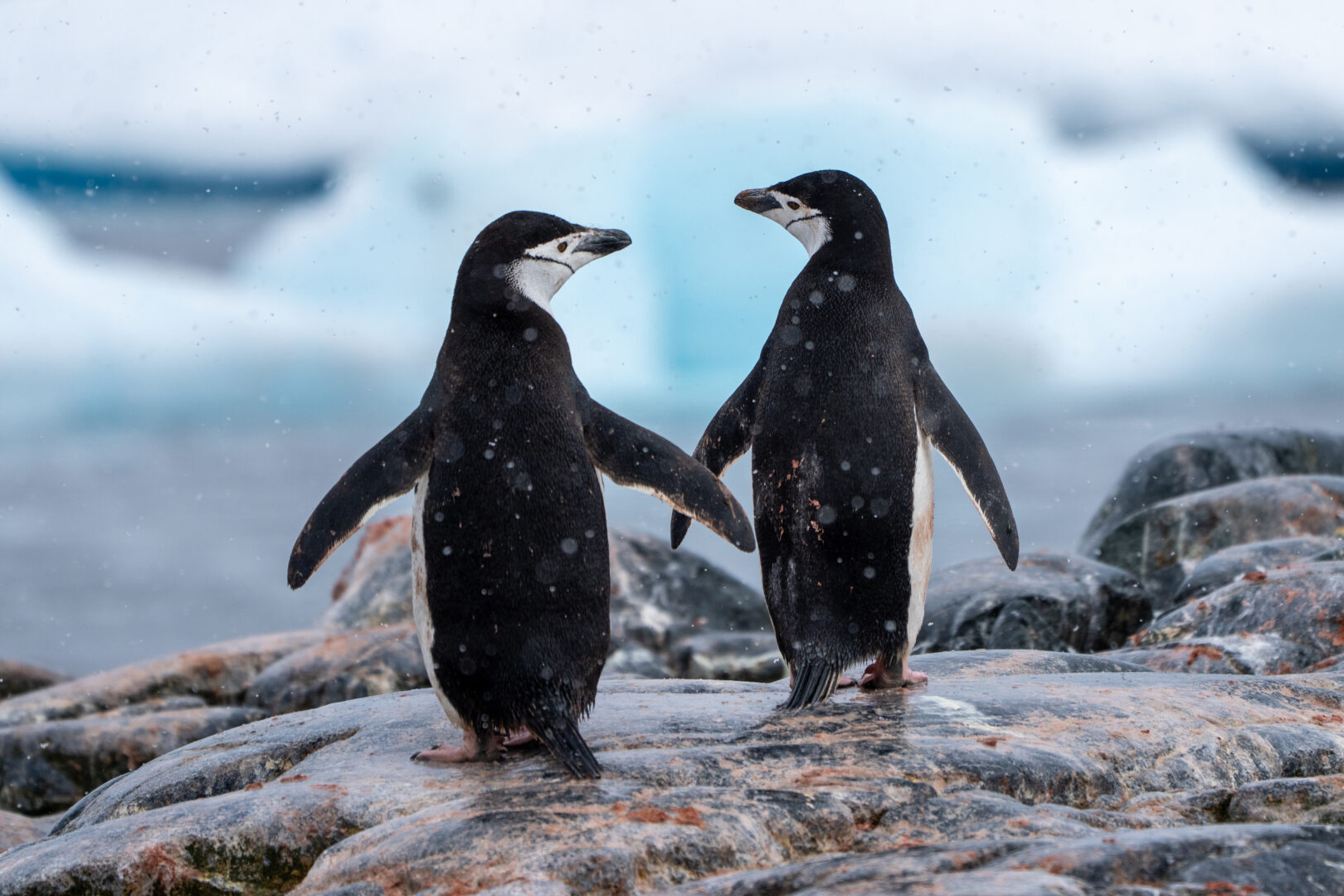 Two chinstrap penguins stand side-by-side facing each other