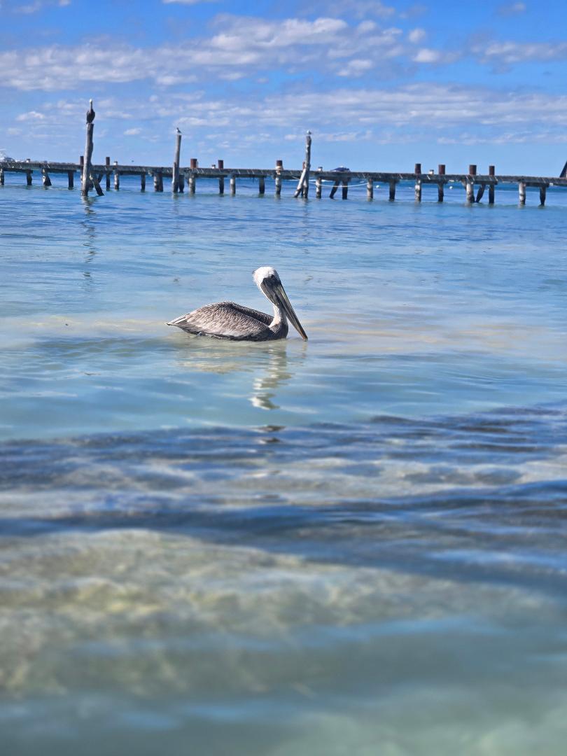 A solo pelican enjoying a swim close to shore in Isla Mujeres, Mexico. Submitted by: Amy D'Arpino