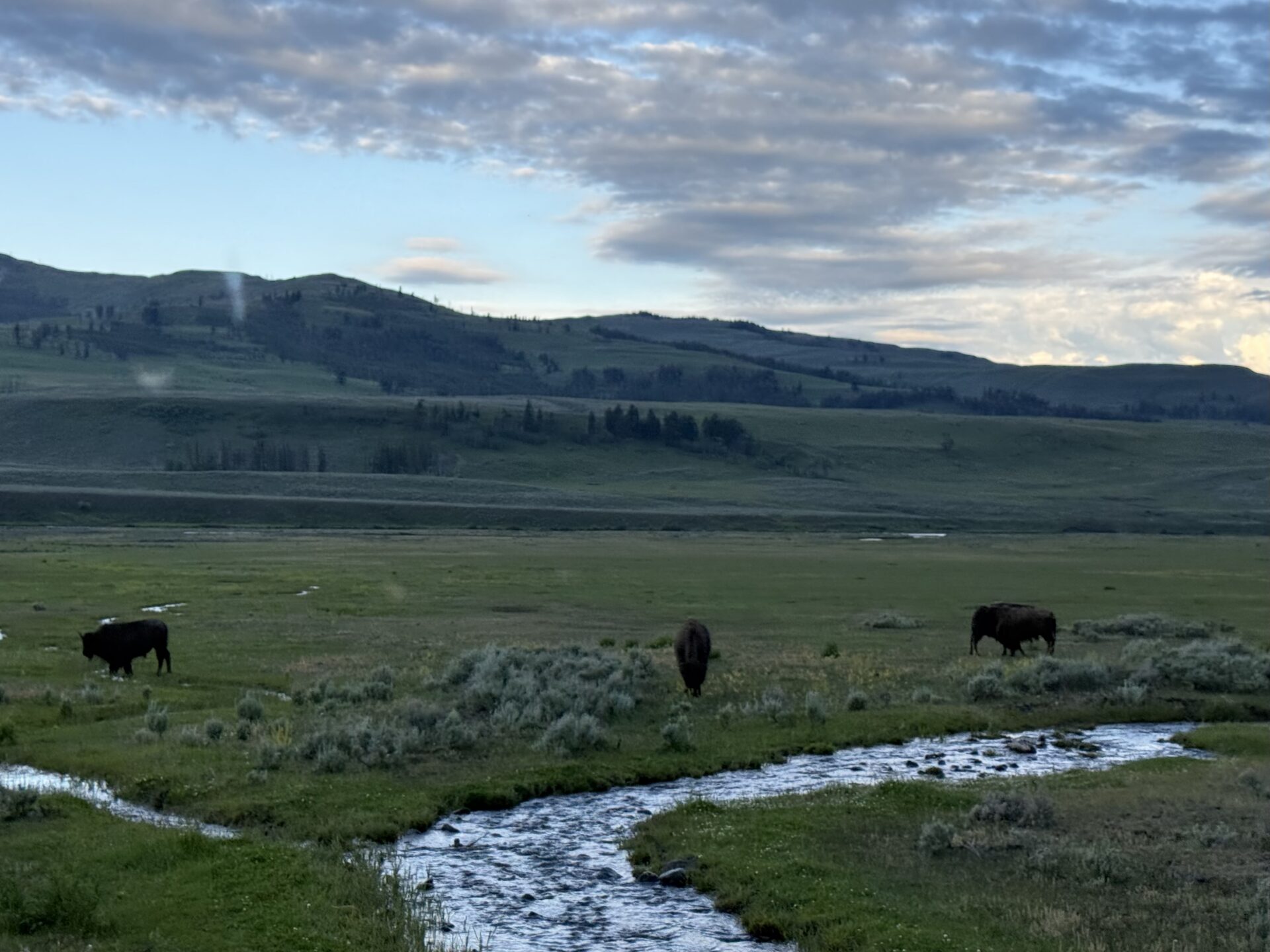 Ecology restoration project at Yellowstone National Park in Montana. Submitted by: Anne Hribar