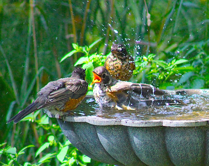 Bickering happens just as fiercely between birds sometimes as people. Here, a thrush in my backyard birdbath appears to object strenuously to a robin even thinking of getting back into the water with it. When I saw multiple birds at the bath, I just started taking pictures with my 200mm lens. Submitted by: Bob Vandewater