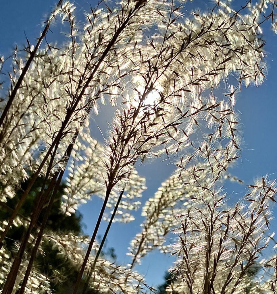 The sun behind plumes of ornamental grass in my yard creates a halo effect when seen through a camera lens. There is beauty everywhere if we just open our eyes and see it. Submitted by: Bob Vandewater