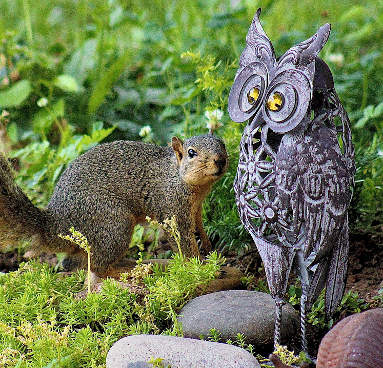 In my backyard in Norman, a squirrel looks suspiciously at a metal owl garden object. Quickly determined it was no threat and now ignores it completely. But I was lucky to see it make an initial evaluation and have my camera in hand. Submitted by: Bob Vandewater