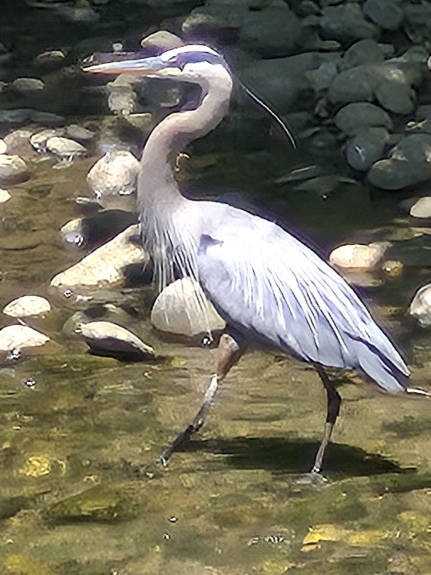 Taken from a restaurant balcony overlooking the creek in Pigeon Forge, Tennessee. Submitted by: Brian Rich