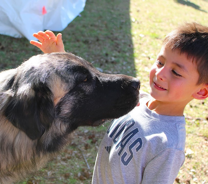 A young patron at Norman's annual April Medieval Fair avoids a sloppy lick from a friendly Turkish Kangal, aka an Anatolian shepherd dog. As with many oversized dogs, the Kangal is generally a very gentle, well-mannered breed. Submitted by: Bob Vandewater