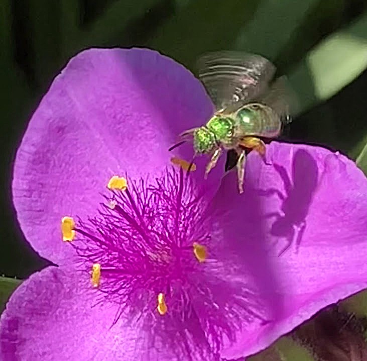 A metallic green bee, only about a quarter inch long, flies in to land on a purplish spiderwort flower in my backyard. I always try to stay alert to what's going on in my backyard flower gardens, which are an ecosystem I try to make as welcoming and safe as possible. As an avid backyard and nature photographer, I try to keep a camera close at all times, knowing that at any moment, backyard life and drama could be playing out and make an interesting picture. Submitted by: Bob Vandewater