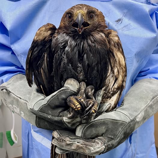 An injured red-tailed hawk is held by a volunteer veterinarian at Oklahoma's wildlife hospital. Submitted by: Bob Vandewater